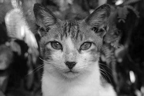 猫的灰度摄影 · 免费素材图片