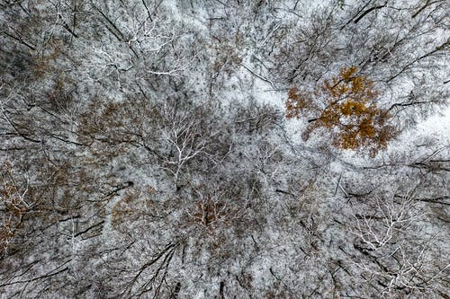 树木航拍 · 免费素材图片