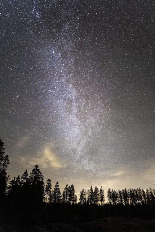 繁星点点的天空下的树木的轮廓 · 免费素材图片