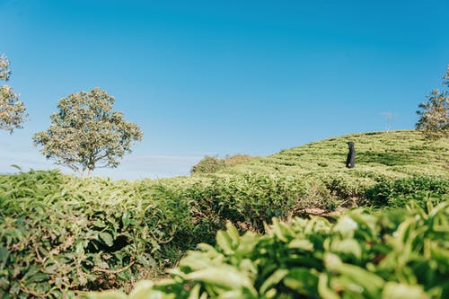 绿叶植物 · 免费素材图片