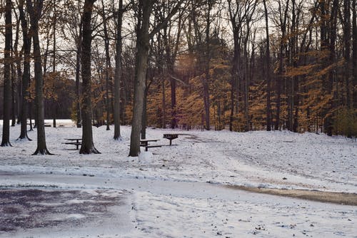 林木 · 免费素材图片