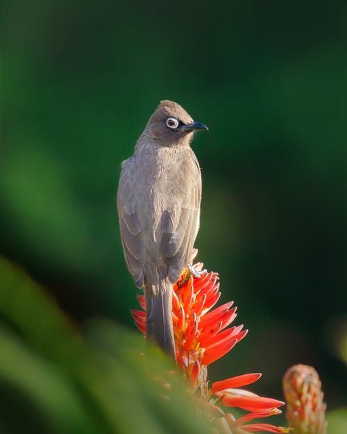 棕色的鸟，栖息在红色的花 · 免费素材图片