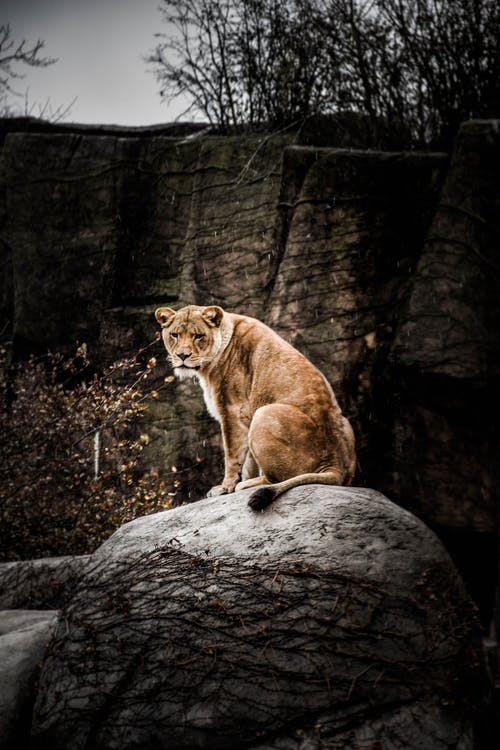 休息在灰色岩石上的母狮 · 免费素材图片