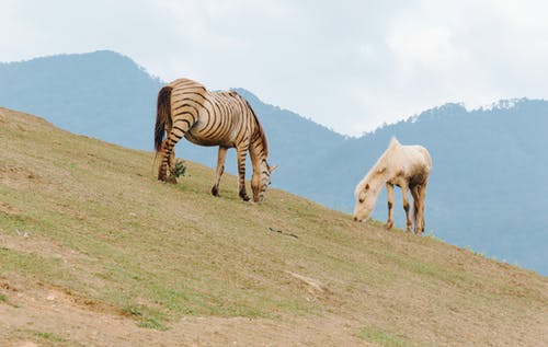 动物照片 · 免费素材图片