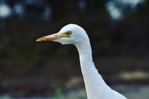 大白鹭的特写照片 · 免费素材图片