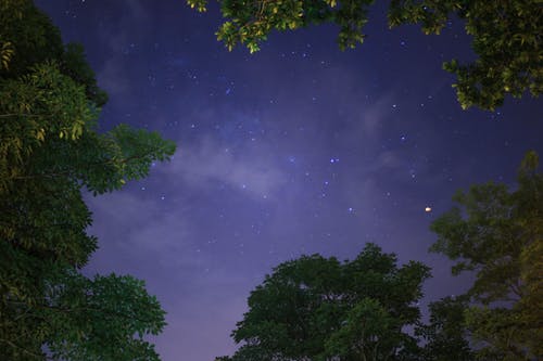夜晚星空下树木的低角度摄影 · 免费素材图片