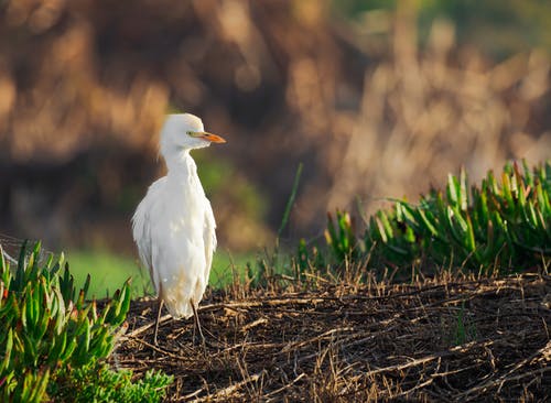 地面上的白鸟的选择性聚焦摄影 · 免费素材图片