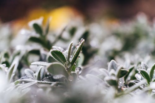 叶子与水滴的特写照片 · 免费素材图片