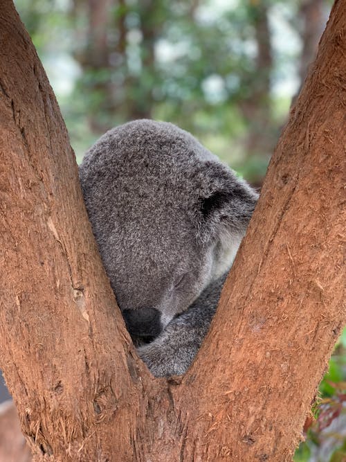 树上睡觉的考拉熊 · 免费素材图片
