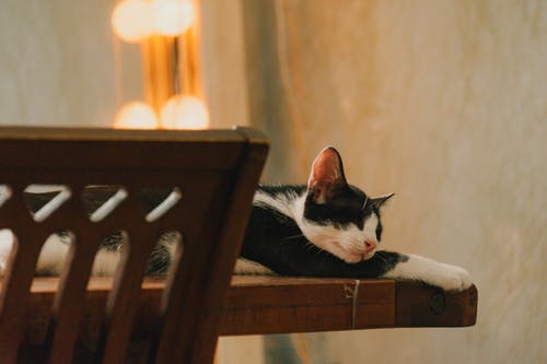 白色和黑猫躺在棕色的桌子上 · 免费素材图片