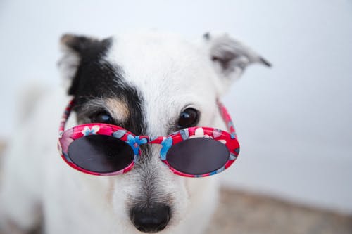 白狗戴着墨镜 · 免费素材图片