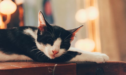 猫睡觉 · 免费素材图片