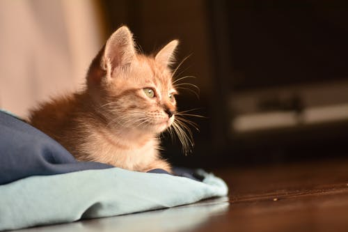 橙色的虎斑猫的特写照片 · 免费素材图片