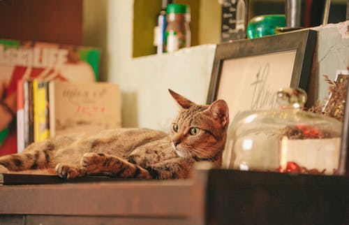 橙色虎斑猫在架子上的照片 · 免费素材图片