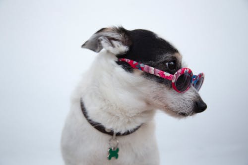 狗戴墨镜的特写照片 · 免费素材图片