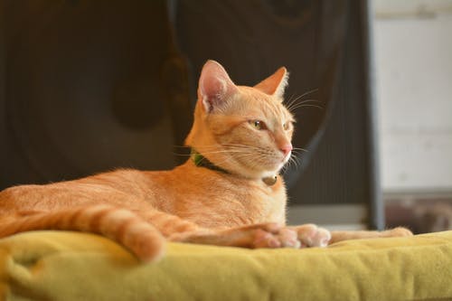 在黄色纺织上的橙色猫 · 免费素材图片