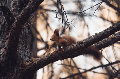 松鼠在树枝上的特写照片 · 免费素材图片