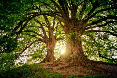 两棵棕色的树 · 免费素材图片