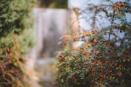 红色水果植物的散景摄影 · 免费素材图片