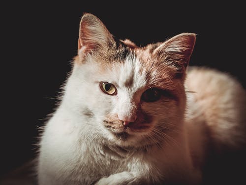 印花布猫的特写照片 · 免费素材图片