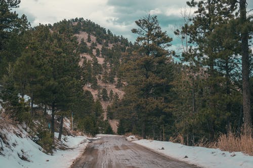 空路近树 · 免费素材图片