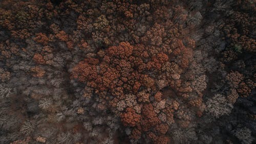 树木的高角度摄影 · 免费素材图片