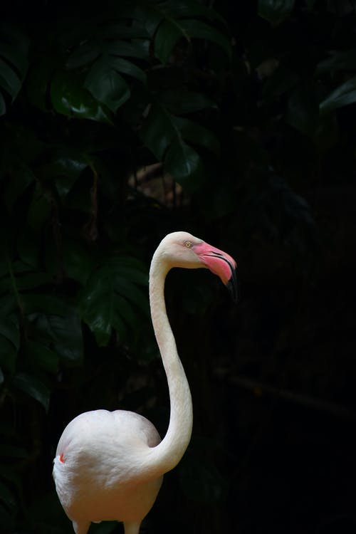 站立的白色火烈鸟 · 免费素材图片