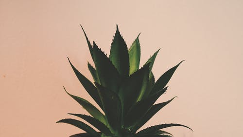 芦荟植物 · 免费素材图片