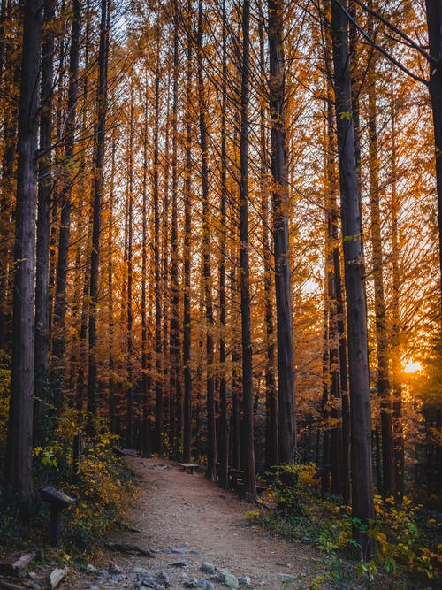 黄叶树 · 免费素材图片