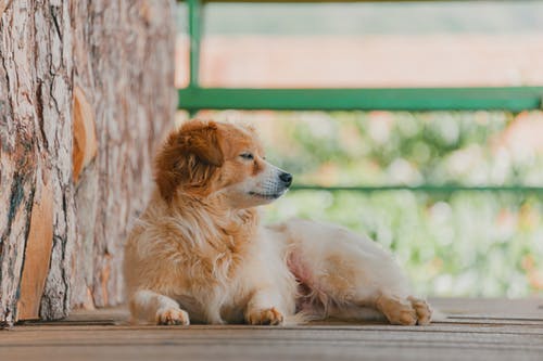 棕色木甲板上的小狗 · 免费素材图片