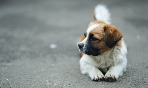 布朗和白圣伯纳德幼犬选择性聚焦照片 · 免费素材图片