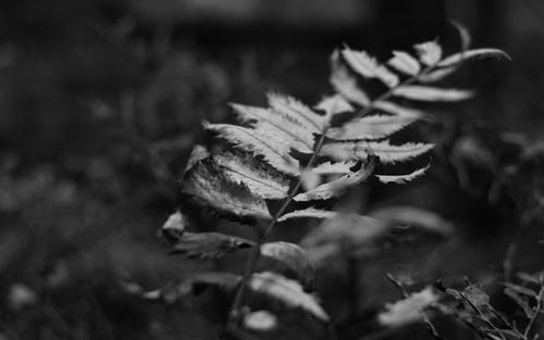 植物的单色摄影 · 免费素材图片
