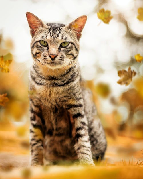 虎斑猫的选择性聚焦摄影 · 免费素材图片