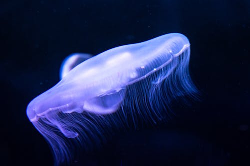水中的水母 · 免费素材图片
