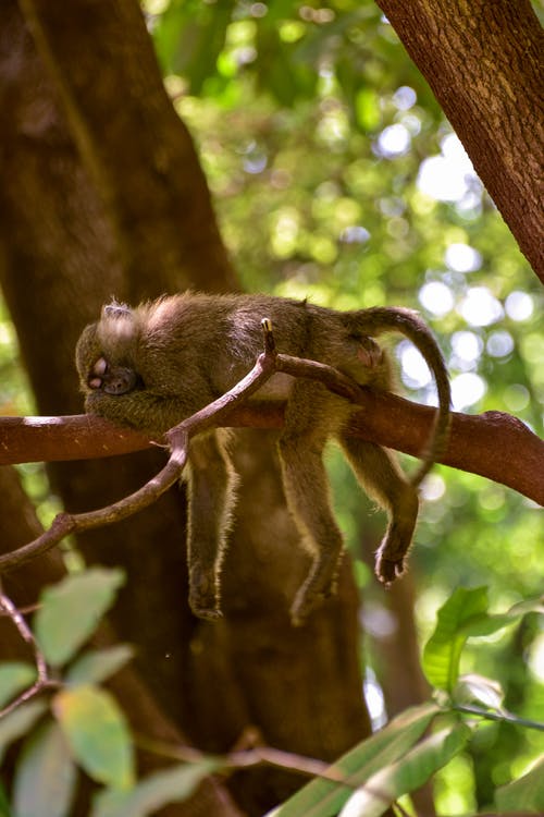 睡猴在树枝上的选择性聚焦摄影 · 免费素材图片