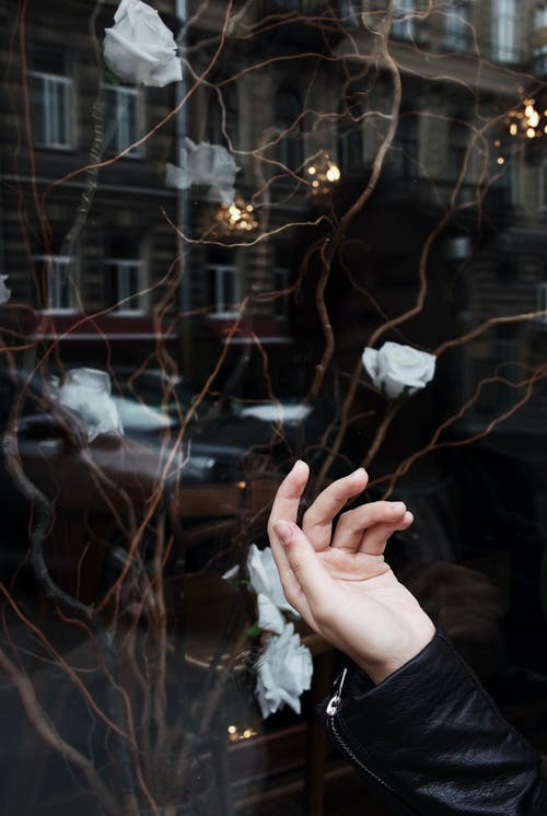 白玫瑰附近的人的手 · 免费素材图片