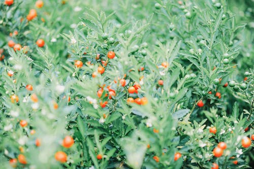 红浆果的特写照片 · 免费素材图片