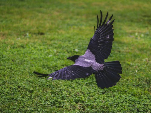 乌鸦飞过绿草田 · 免费素材图片