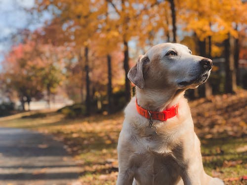 白天坐在路边的成年黄色拉布拉多犬的浅焦点摄影 · 免费素材图片