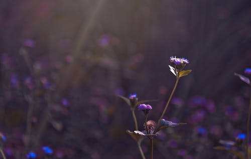 紫色的花蕾选择性聚焦照片 · 免费素材图片
