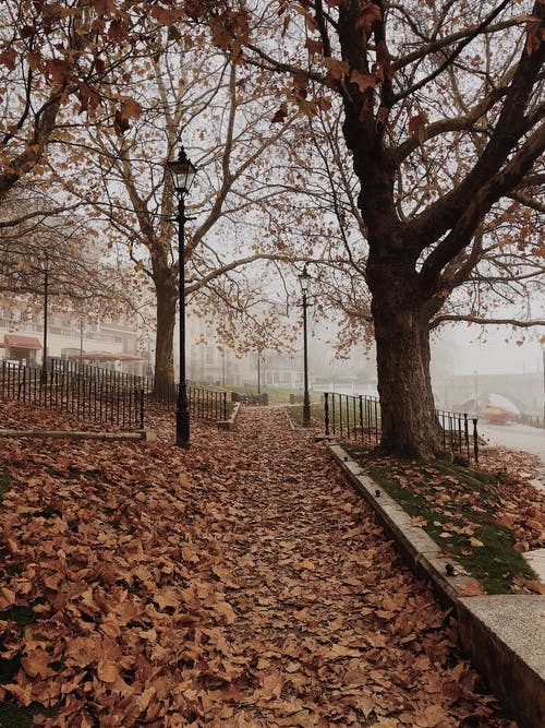 在公园的一棵树下的干树叶与雾风景摄影 · 免费素材图片