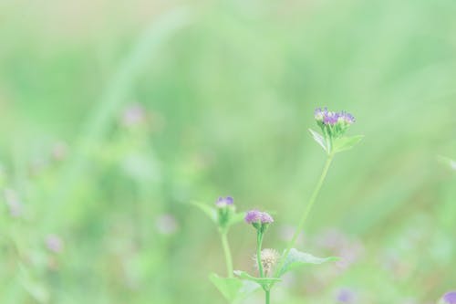 紫色a香蓟花的选择性聚焦摄影 · 免费素材图片