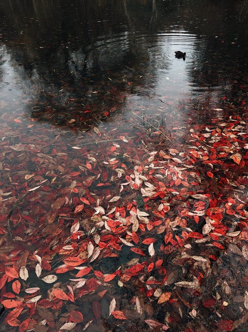 用树叶水的身体 · 免费素材图片