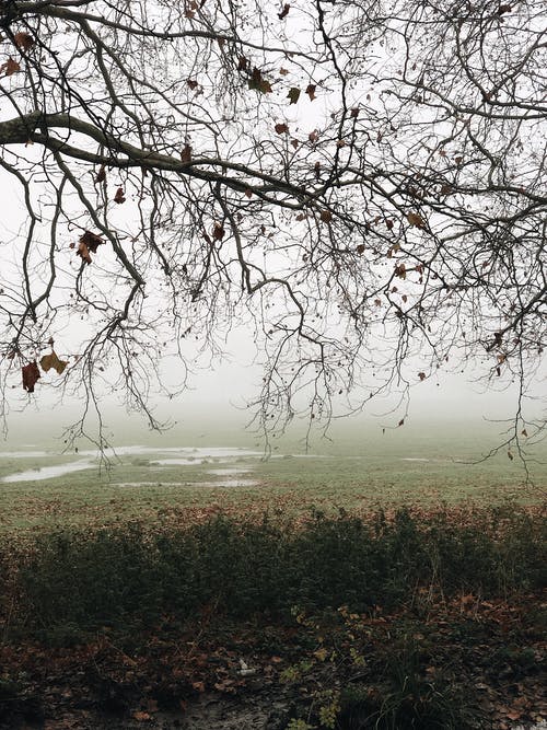 有关下落, 公園, 冷的免费素材图片