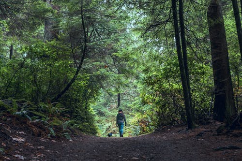 在森林中间行走的人的照片 · 免费素材图片