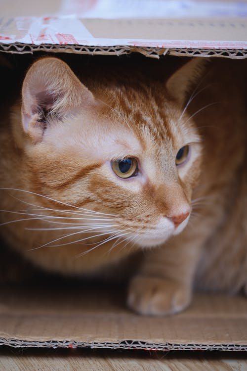 纸箱内的橙色虎斑猫 · 免费素材图片