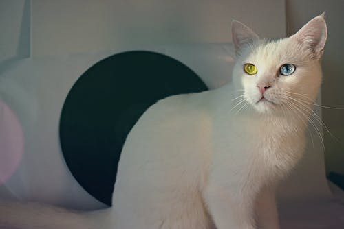 短毛白猫 · 免费素材图片