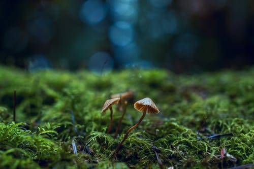 蘑菇的特写照片 · 免费素材图片