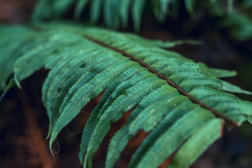 蕨类植物的特写摄影 · 免费素材图片