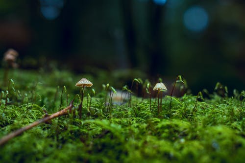 真菌的特写照片 · 免费素材图片